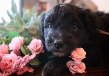 Sheepadoodle Female “Poppy”