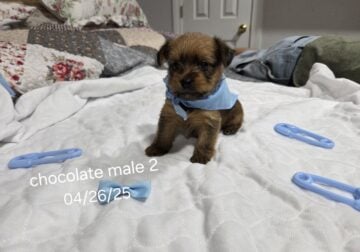 Adorable Yorkies – Male 2