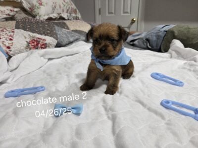Adorable Yorkies – Male 2
