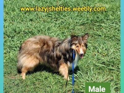 Sheltie puppies