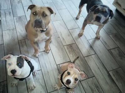 American Bully Puppies