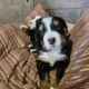 Bernese Mountain dogs