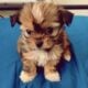 Male Shih tzu puppy 5 months old