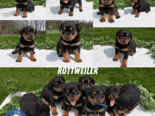 ROTTWEILER PUPS BORN MARCH 18