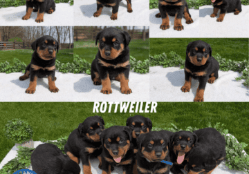 ROTTWEILER PUPS BORN MARCH 18