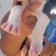 Great dane euro line puppies