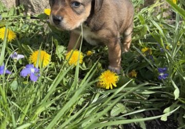 Female puppy #2