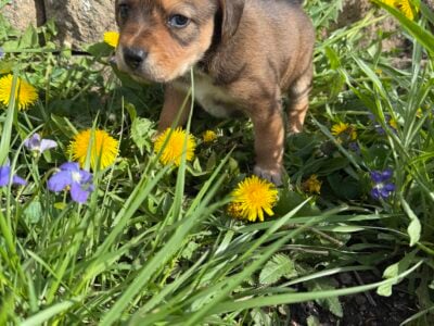 Female puppy #2