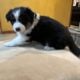 Australian Shepherd Puppies