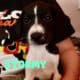 German Shorthaired Pointer x Golden Doodle Puppies