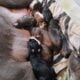 American Staffordshire bull terrier puppies availa