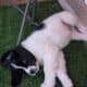 Saint Bernewfie Puppies
