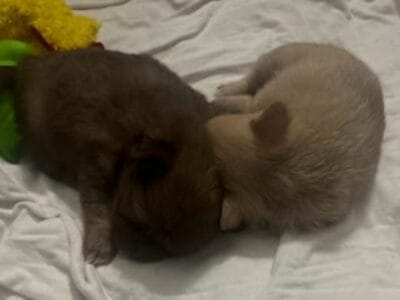 chihuahua puppies