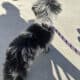 Micro/Toy Blue Merle Goldendoodle Puppy