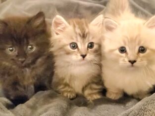 Minuet (Doll face persian and munchkin cross)