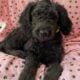 Golden Doodles F1 Standard