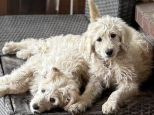 Aussiedoodle Puppies