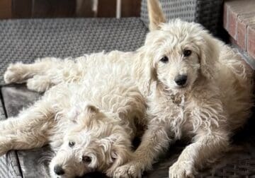 Aussiedoodle Puppies