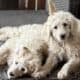 Aussiedoodle Puppies