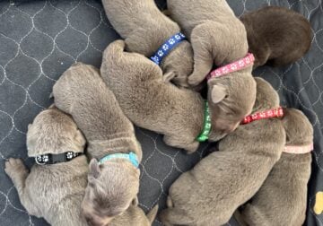 AKC silver lab