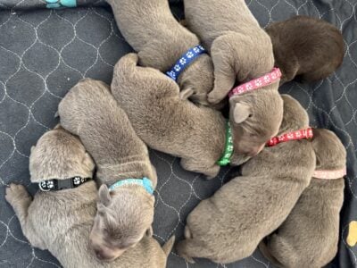 AKC silver lab