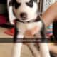 Husky babies