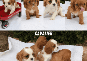 CAVALIER PUPS BORN FEB 10