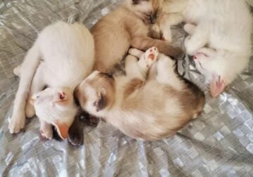 Siamese Kittens for sale