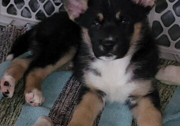 Shepsky(German Shepherd Husky mix)