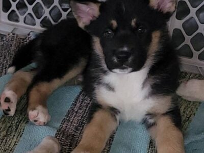 Shepsky(German Shepherd Husky mix)