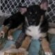 Shepsky(German Shepherd Husky mix)