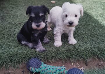Mini Schnauzer puppies
