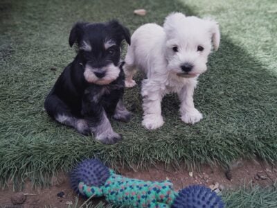 Mini Schnauzer puppies