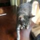 Family of Cats