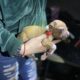 7 week old pit bull puppies