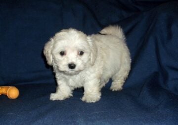 Charly, MaltiPoo male, non-shedding