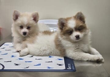 Pomeranian husky mix