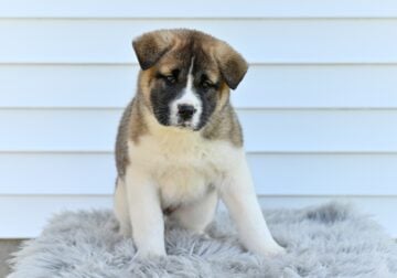 AKC Akita For Sale Millersburg OH Molly