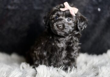 Becky F1 Yorkiepoo Female