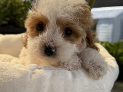 Cavapoo puppies