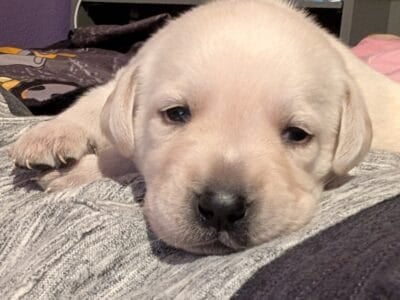 Labrador Retriever Puppies