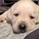 Labrador Retriever Puppies