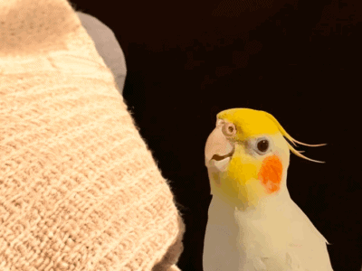 Cute 5 Month Old Cockatiel Yellow Crest Red Cheeks