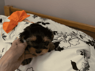 Registered male and female Yorkshire puppies