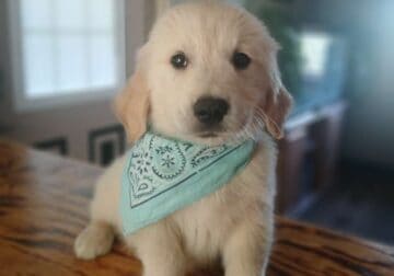 Golden Retriever Puppies