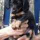PUREBRED FEMALE Blk/Tan Miniature Dachshund PUPPY