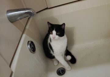 Cat for sale