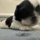 Pekingese Puppies