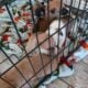 Working line German Shepard puppies