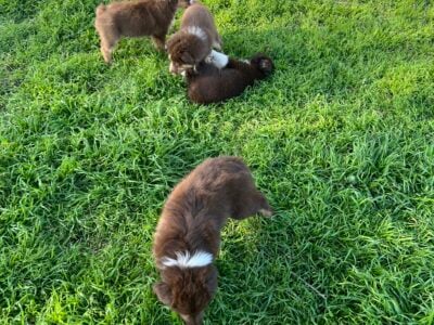 Australia Shepherd Pups